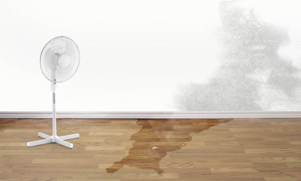 Best Water damage cleanup near me  in Blythewood, SC
