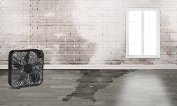 Best Water damage contractors near me  in Blythewood, SC